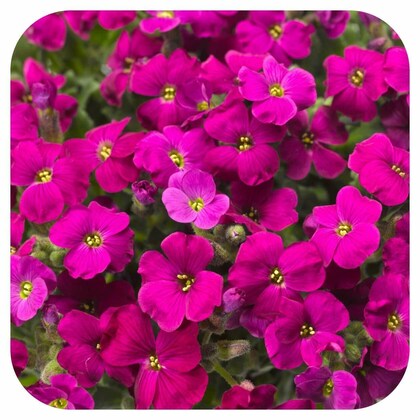 Pink Aubrieta Plant Seeds for Planting - 100 pcs