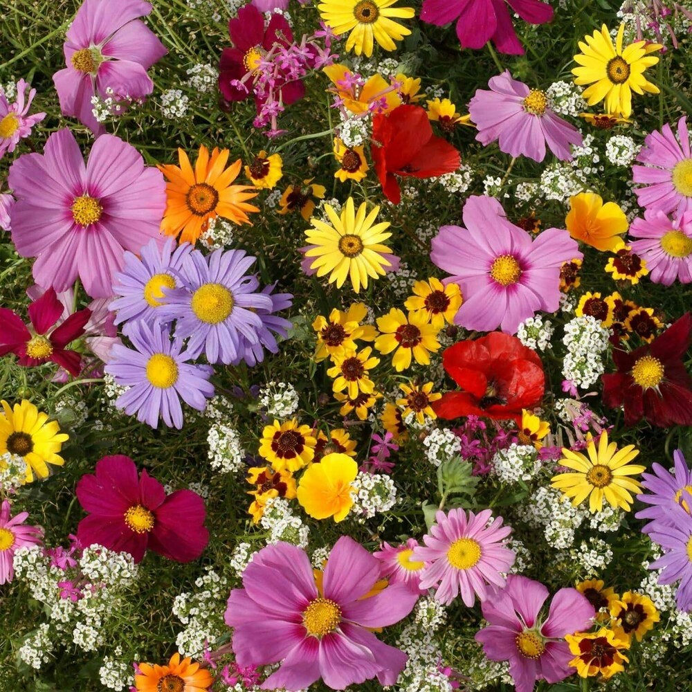 Osteospermum Flower Seeds for Planting - Multi-Color 100 pcs