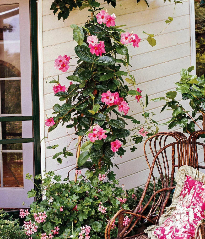 Rød Pink Mandevilla Blomsterfrø til udplantning 100 stk