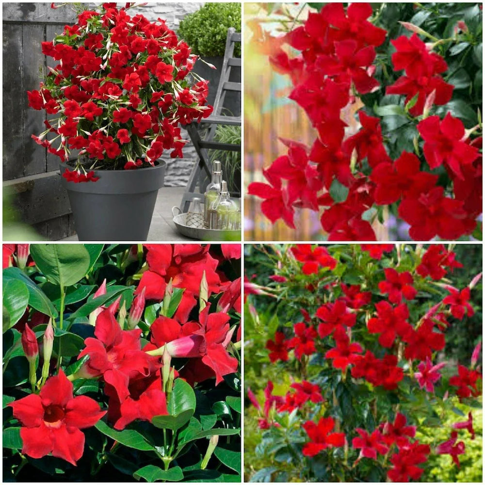 Red Mandevilla Flower Seeds for Planting – Vibrant Blooms, Heirloom Non-GMO Seeds