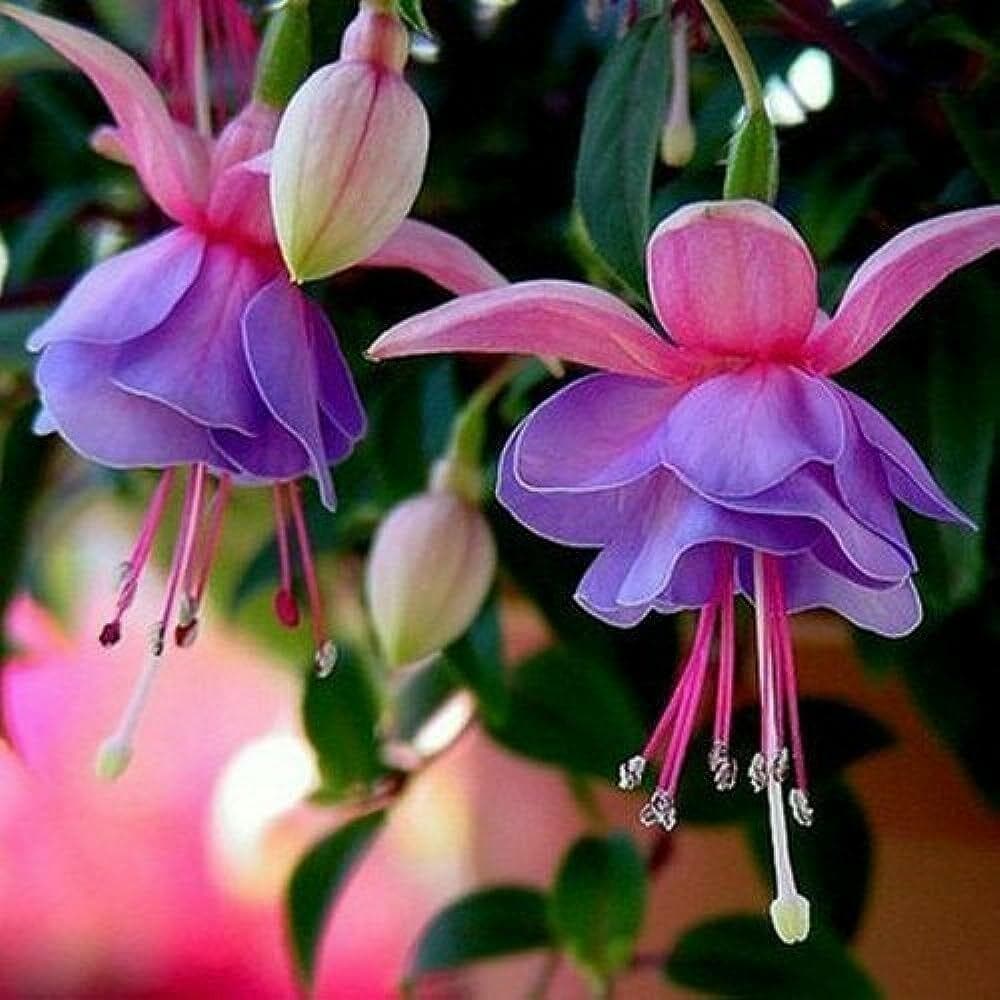 Mix Lantern Fuchsia Heirloom Non-GMO Seeds for Planting – High Germination Organic Garden Seeds for Hanging Blooms