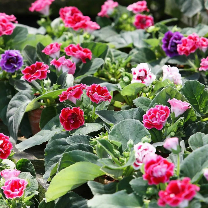 Friske Gloxinia blomsterfrø til udplantning, blandet 100 stk