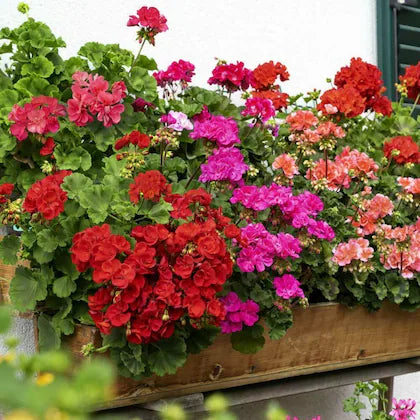 Mixed Geraniums Flower Seeds for Planting - 100 pcs