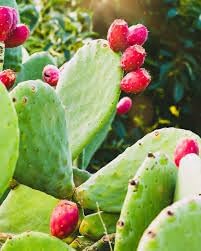 Nopalina Nopalea Fruit Seeds for Planting