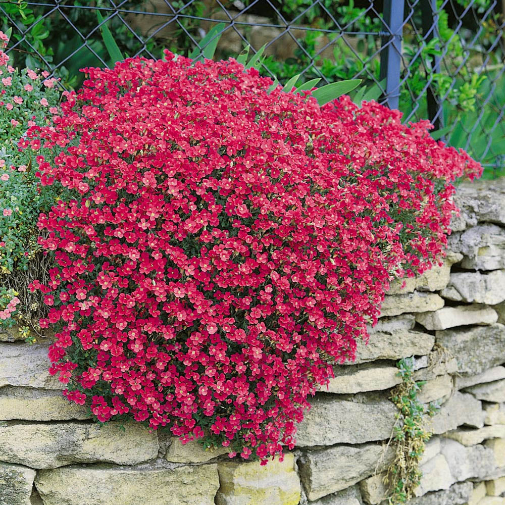 Aubrieta Berro Blomsterfrø til udplantning, 100 stk