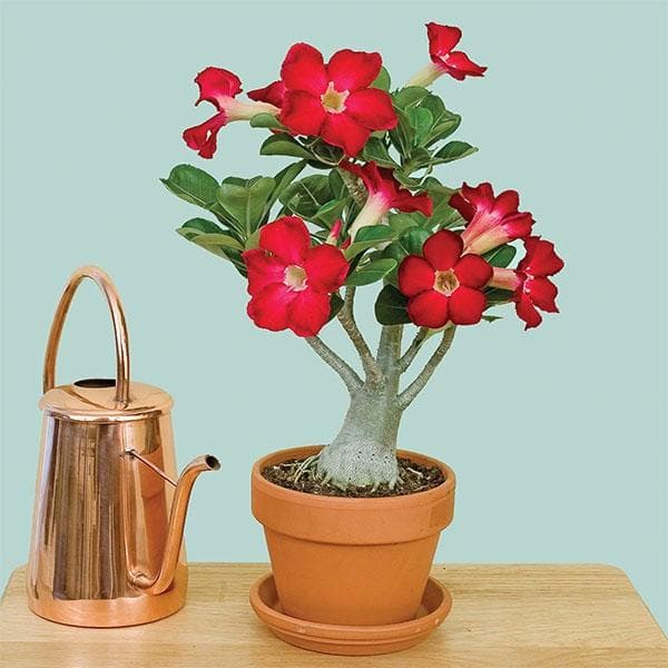 Heirloom Non-GMO Pink Adenium Obesum Flower Seeds – Desert Rose Bonsai High Germination Seeds for Planting