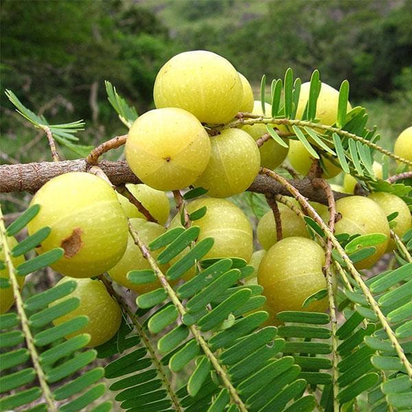 Amla Tree, Indian Gooseberry (Big Fruit, Grown Through Seeds) Fruit Seeds for Planting - Tangy, Vitamin-Packed Fruit Harvests