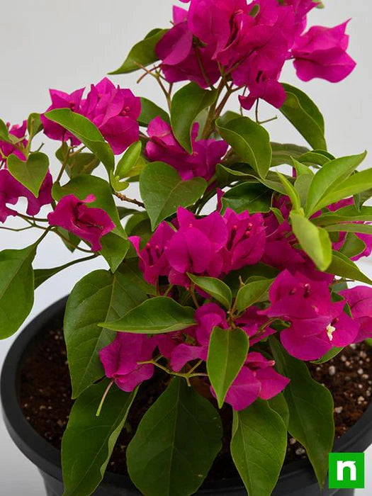 Pink Bougainvillea Plant Seeds for Planting – 100 pcs