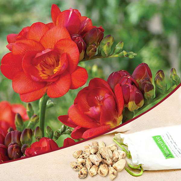 Red Freesia Flower Seeds for Planting - 100 pcs