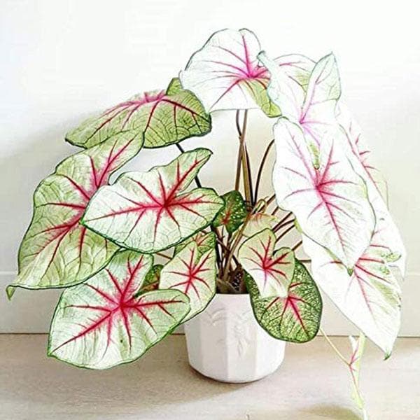 Caladium Bicolor Hvid Grønne Blomsterfrø til Plantning 100 stk