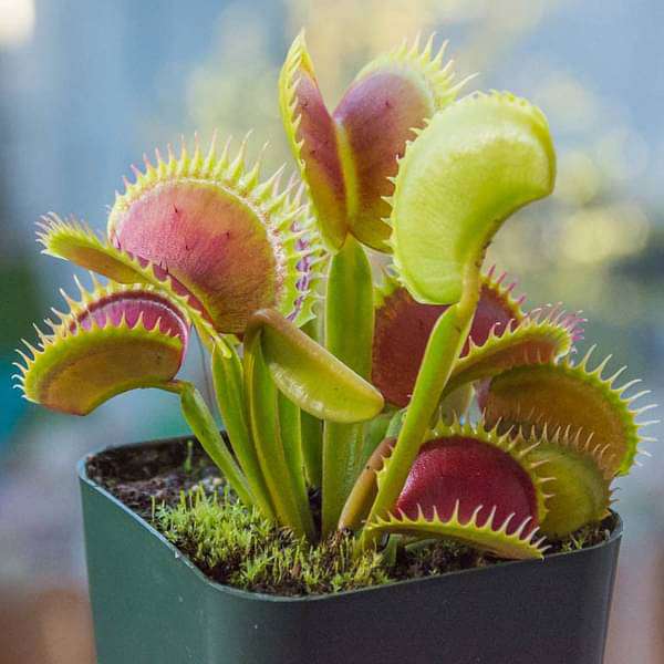 Green Sundew Plant Seeds for Planting heirloom & Non-GMO Seeds