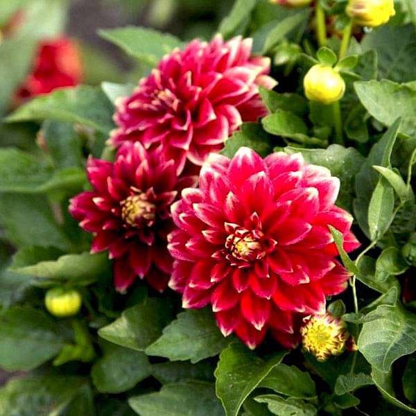 Zinnia Dobbelt blandede blomsterfrø til plantning - 100 stk