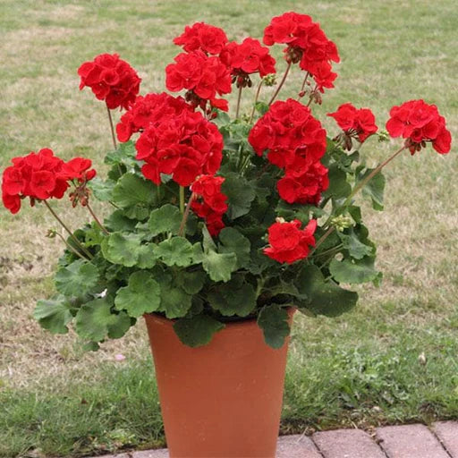 Climbing Geranium Flower Seeds for Planting Red 100 pcs