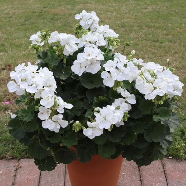 Geranium hvide blomsterfrø til plantning 100 stk