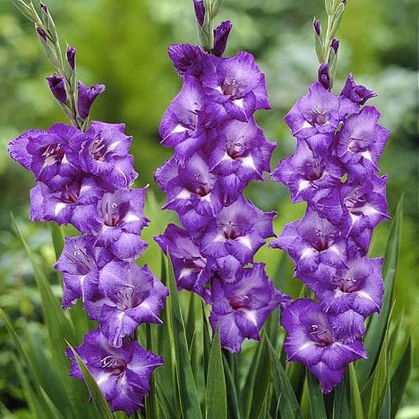 Blue Gladiolus Flower Seeds for Planting – Heirloom, Non-GMO, High Germination Organic Garden Seeds