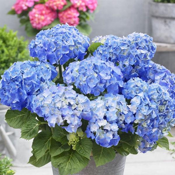 Geranium Flower Seeds for Planting - Light Blue 100 pcs