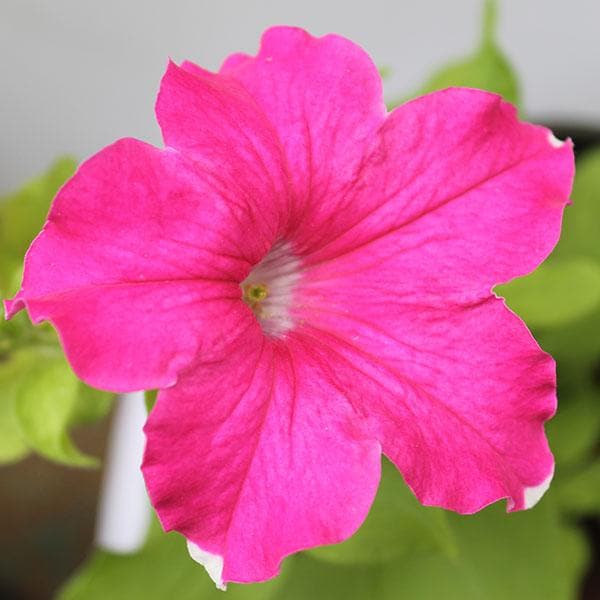 Friske Petunia Blomsterfrø til udplantning, Pink 100 stk