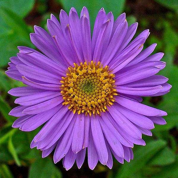 purple aster flower seeds