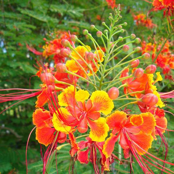 caesalpinia flower flower seeds