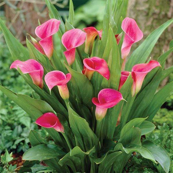 Heirloom Non-GMO Pink Zantedeschia Calla Lily Flower Seeds for Planting – Garden Blooms, High Germination