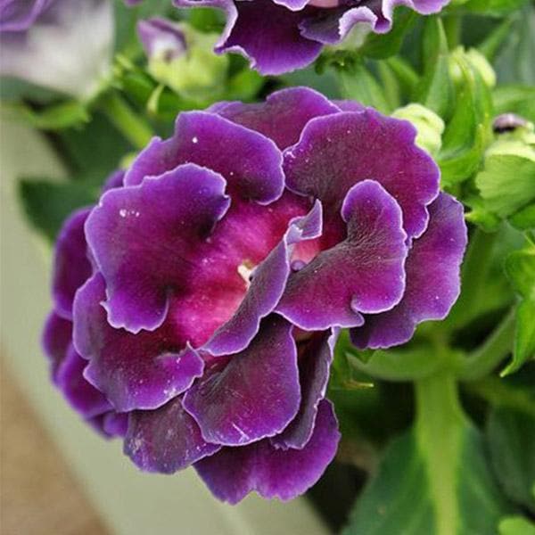 Gloxinia Flower Seeds for Planting Violet Dark Brown 100 pcs