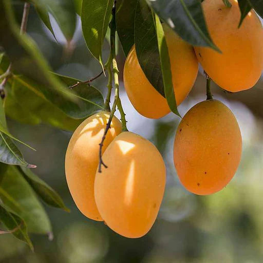 Mangofrugtfrø til dyrkning af lækre og saftige mangoer 100 stk