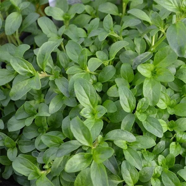 Green Pennyroyal Herb Plant Seeds for Aromatic and Pet-Friendly Gardens