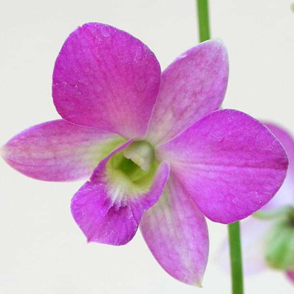 Dendrobium Flower Seeds Lavender for Planting, 100 pcs