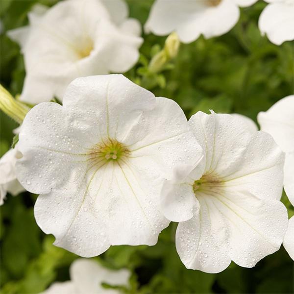 white petunia flower seeds