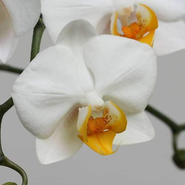 phalaenopsis orchid flower seeds
