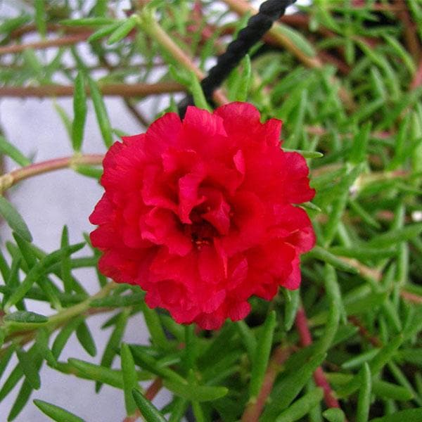 Home Garden Rose Flower Seeds for Planting - Red 100 pcs