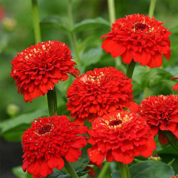 Red Flower Pot Plant Seeds for Planting – 100 pcs