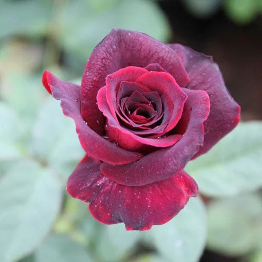 Maroon Rose Flower Seeds for Planting – Heirloom, Non-GMO, High Germination Organic Garden Seeds