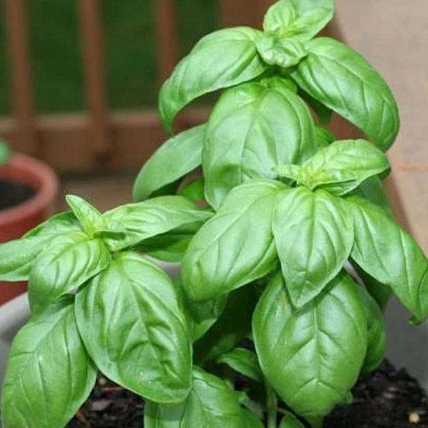 Genovese Basil Seeds – For Fresh Culinary Creations-Heirloom & Non-GMO Seeds for planting