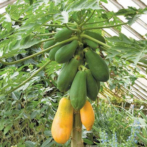 Carica Papaya træfrø - 100 stk, dyrk dine egne søde papaya træer 100 stk