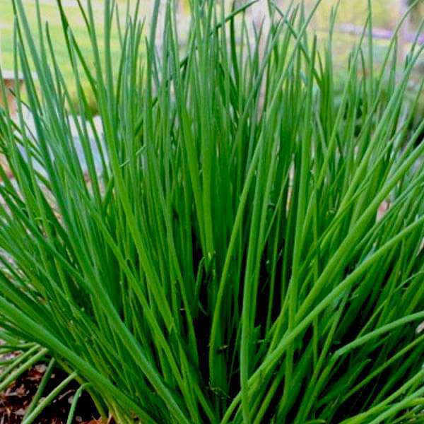 Chives Common Seeds for Planting – Heirloom, Non-GMO, Fast-Growing Herb
