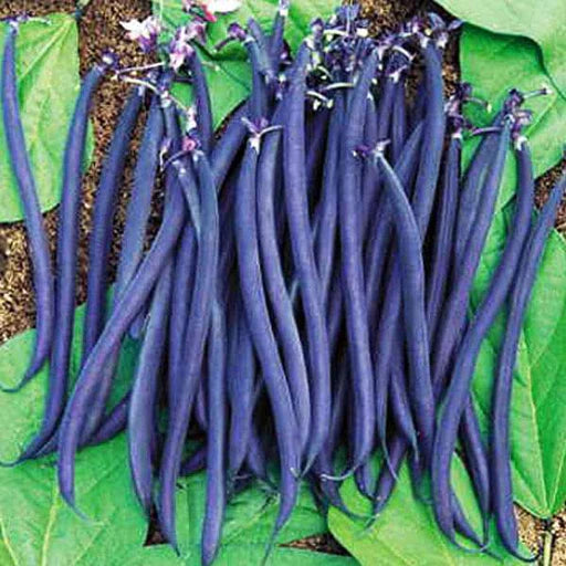 Violet Pole Bean Seeds for Planting – Heirloom, Non-GMO, Organic Garden Seeds, High Germination Climbing Beans