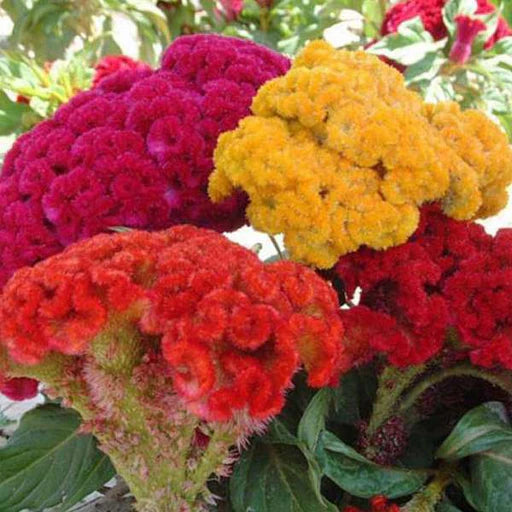 Mixed Color Stone Cockscomb Flower Seeds – Heirloom, Non-GMO, Vibrant Blooms for Garden & Landscaping