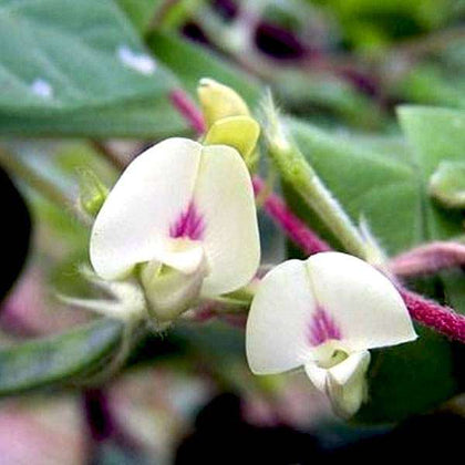 Dolichos Biflorus blomsterfrø til plantning - 100 stk