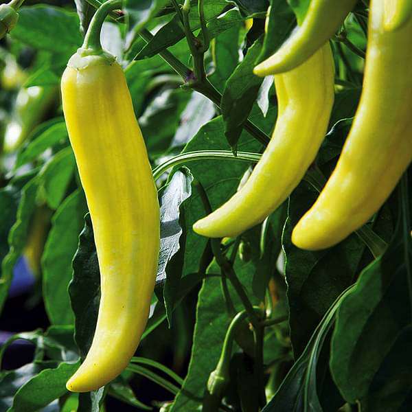 Light Yellow Chili Seeds for Planting - 100 pcs