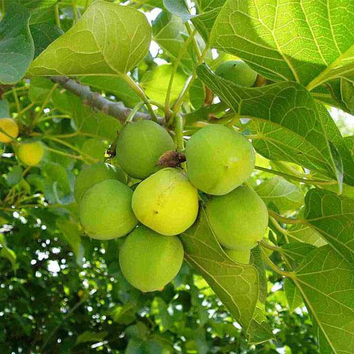 Jatropha Fruit Seeds for Planting - Growing Tropical Trees at Home Garden, Heirloom Seeds