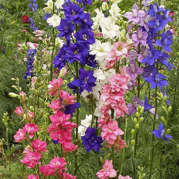 Lærkespore blomsterfrø til udplantning, 100 stk