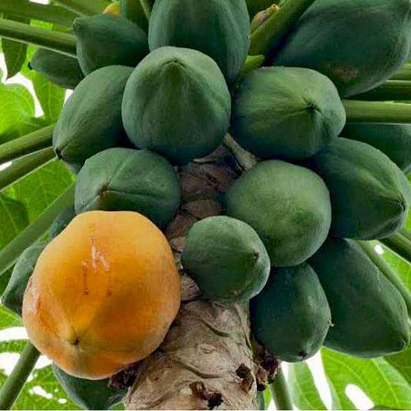 Honey Dew Papaya Fruit Seeds for Planting - Large, Aromatic, High-Yielding Hybrid, Heirloom Seeds