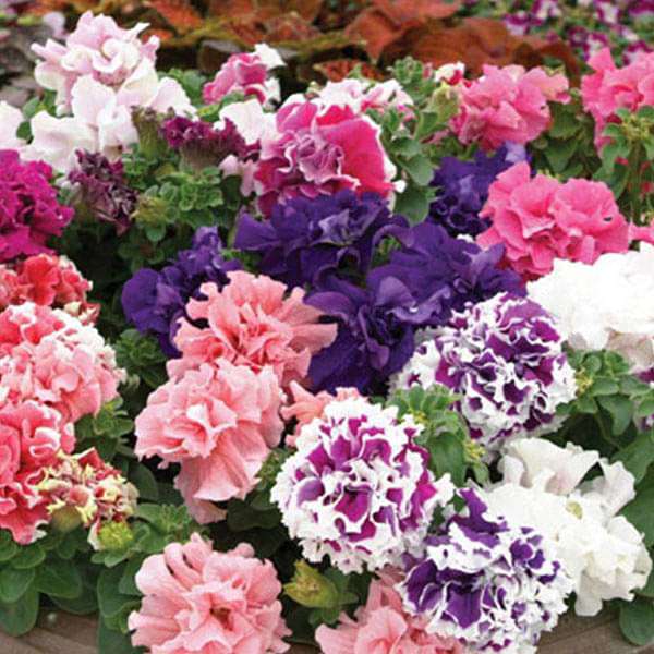 Fresh Petunia Flower Seeds for Planting, White Blue 100 pcs