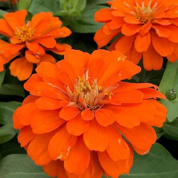 orange zinnia flower seeds