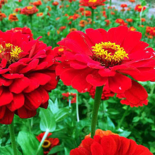 Red Flower Pot Plant Seeds for Planting – 100 pcs