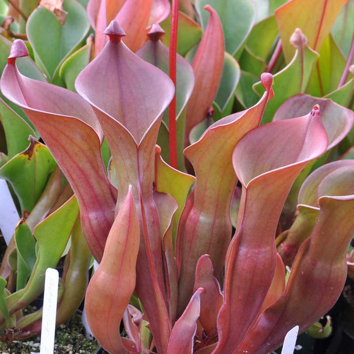 Heliamphora Plantefrø til udplantning 100 stk