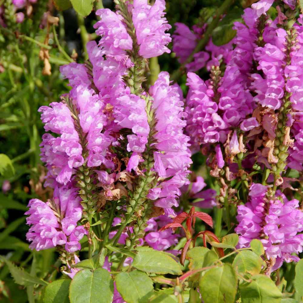 pink physostegia flower seeds