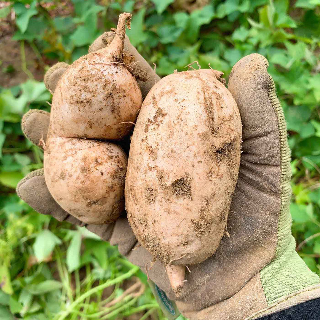 potato seeds for garden Okinawa Sweet Potato Seeds for Gardening – Heirloom, Non-GMO, High Germination Organic Garden Seeds