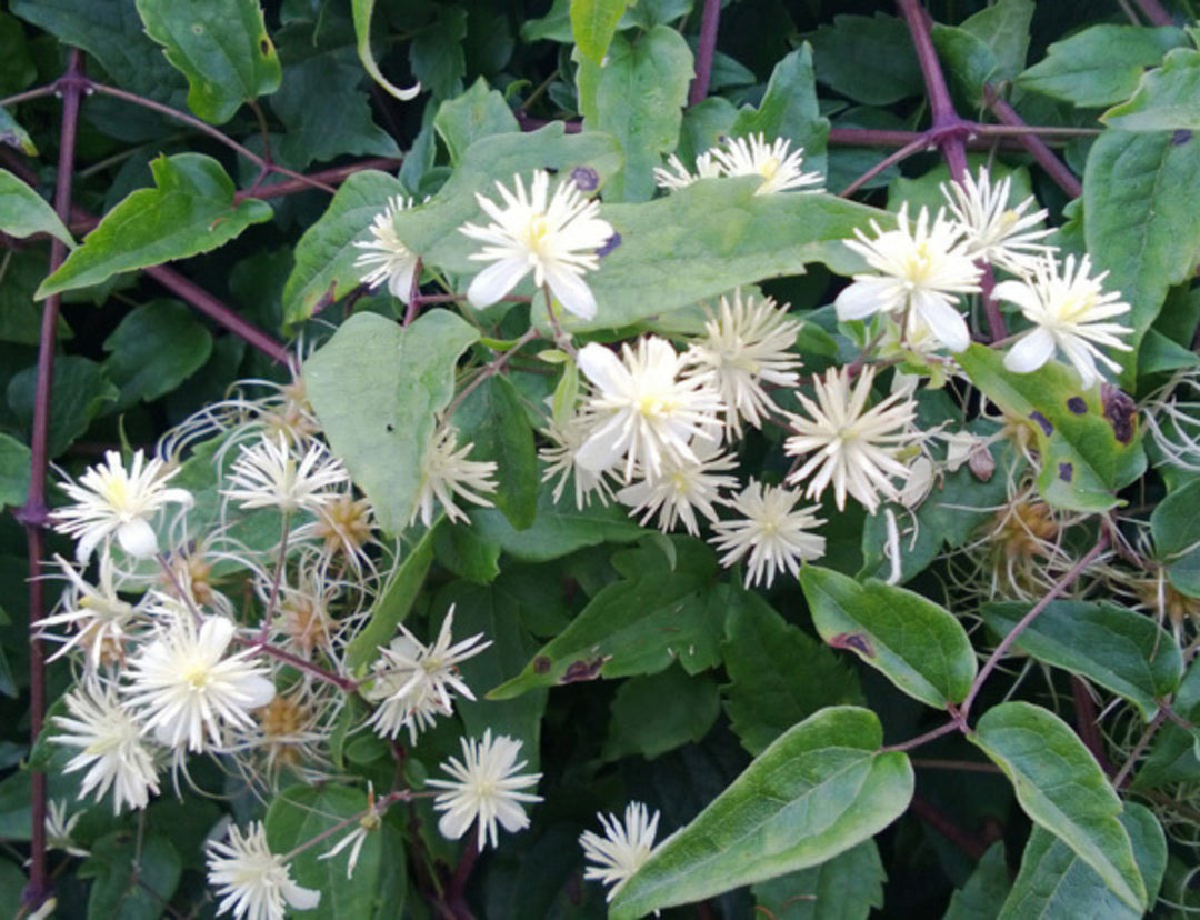 Old Man’s Beard Flower Seeds – Heirloom, Non-GMO, High Germination Feathered Organic Garden Seeds for Planting